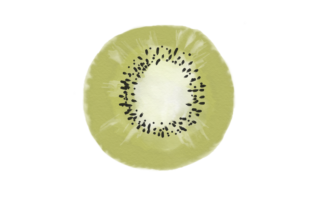 Cute Water Colour Kiwi Illustrations for Digital Sellers