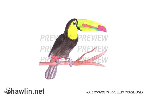 Keel Billed Toucan Bird: A Designer’s Real-World Embroidery Review