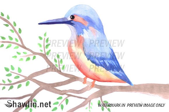 Kingfisher on a Tree Branch Illustration: A Fresh Visual Asset for Brand Storytelling